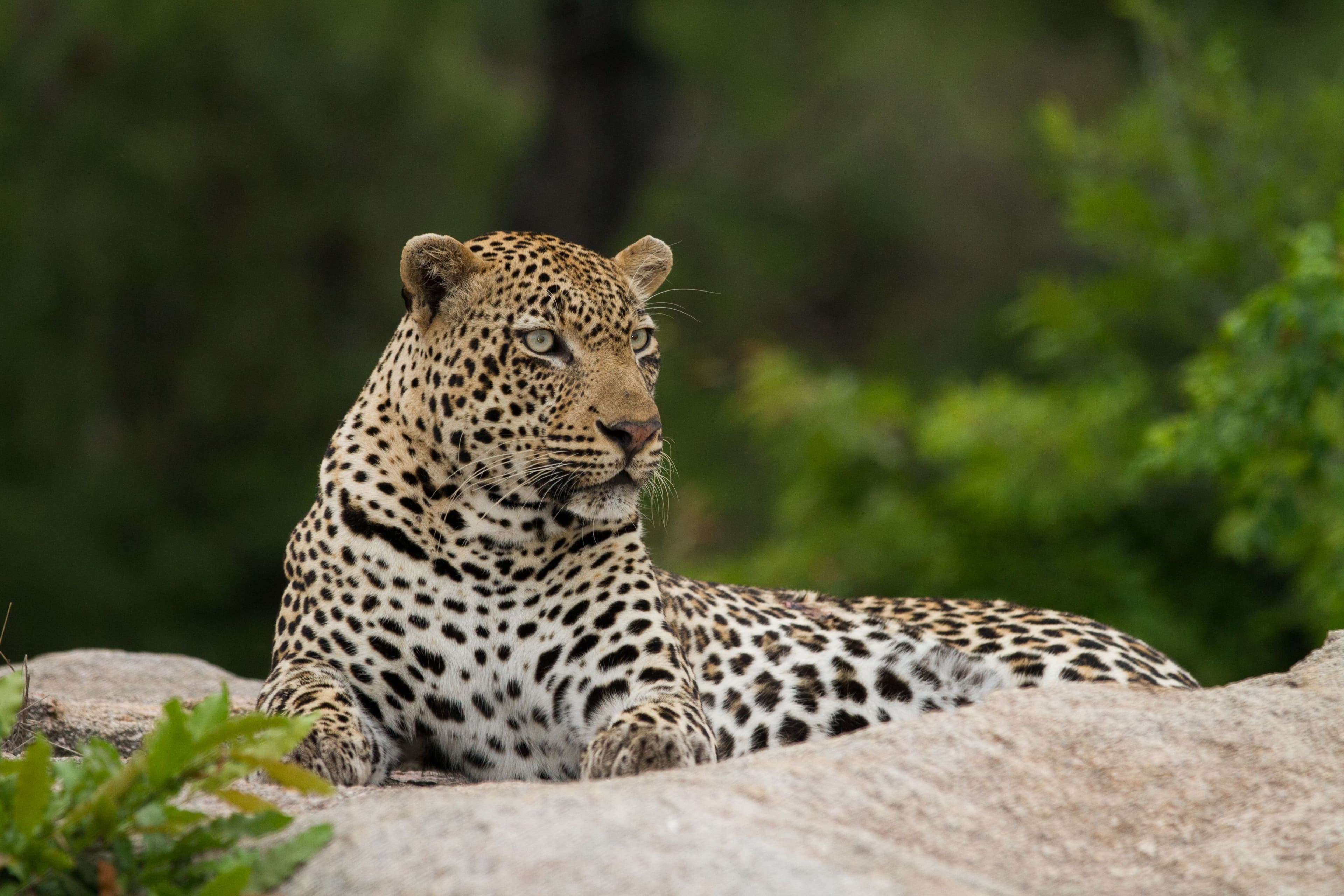 Leopard
