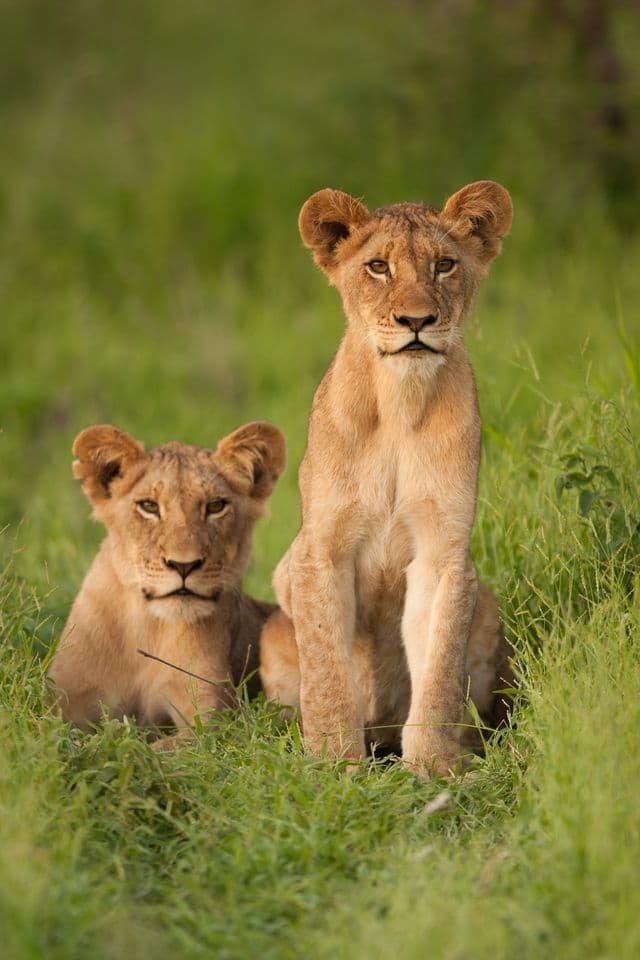 Safari Experience 1
